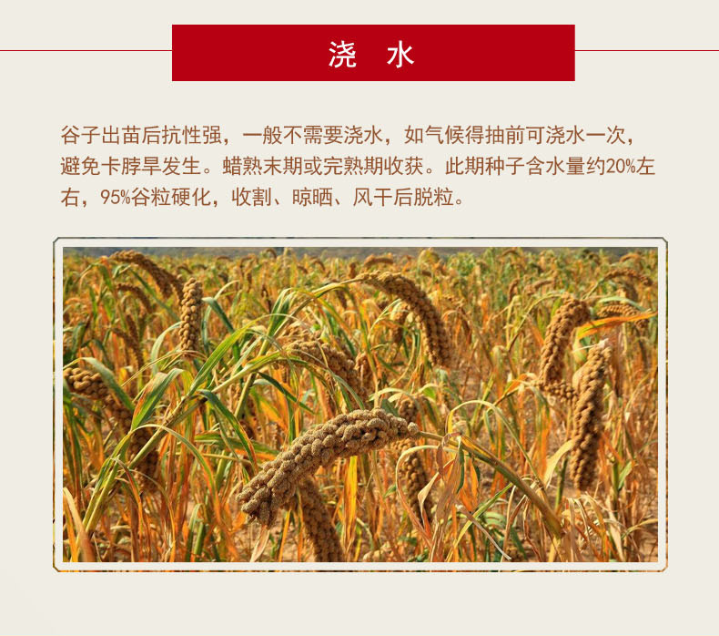 富硒小米详情改_05.jpg