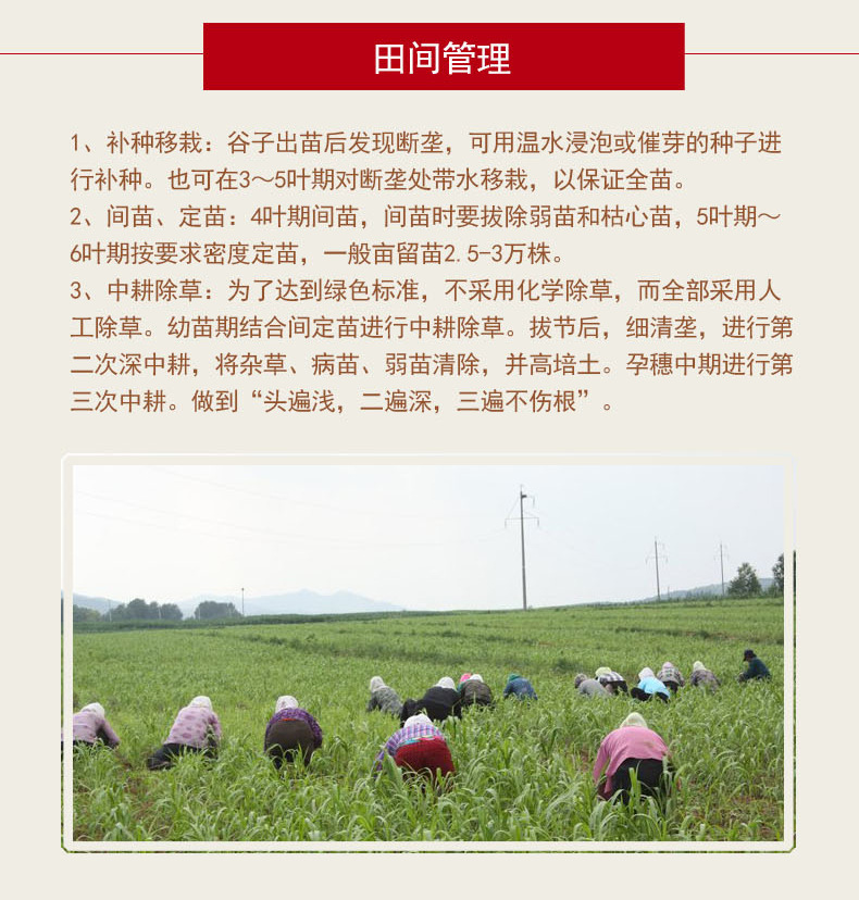 富硒小米详情改_10.jpg