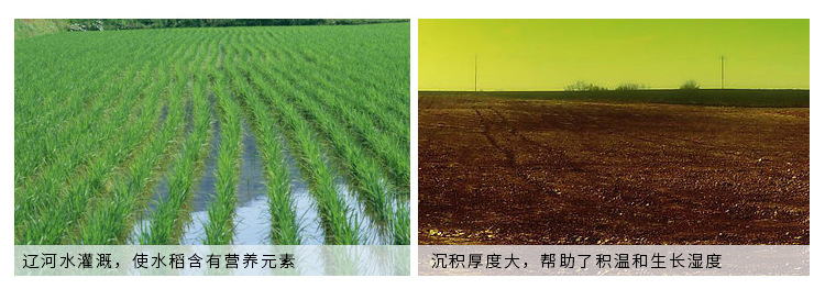 大米详情_09