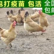 正宗江汉高产土鸡苗 绿色生态纯种散养土蛋鸡 农家富硒土鸡苗批发