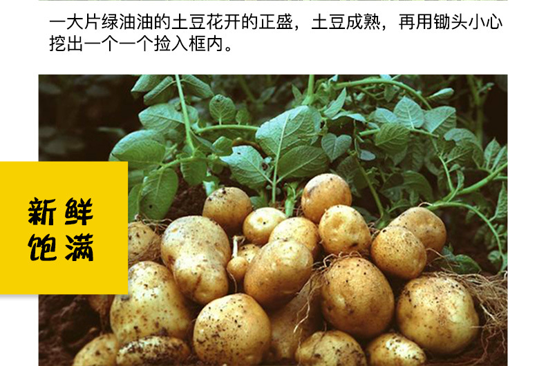 恩施土豆_05