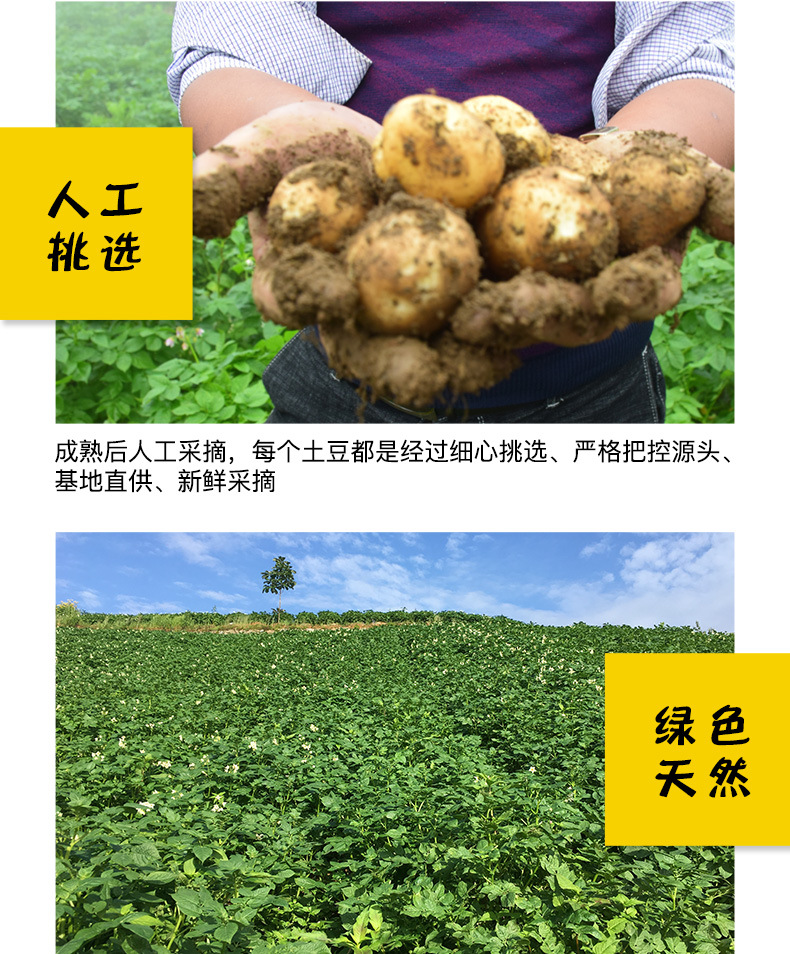 恩施土豆_04