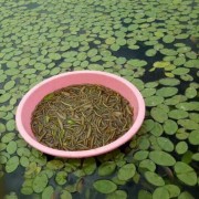 湖北利川富硒特产原生莼菜厂家批发零售 餐饮生鲜蔬菜