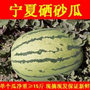 正宗宁夏香山硒砂瓜富硒食品新鲜水果西瓜巨型沙瓤超甜原产地