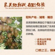 供应：隆回富硒猕猴桃，维C王 翠玉猕猴桃