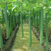 富锌丝瓜