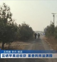 黑山这个地方的富硒苹果熟了