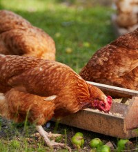 富硒饲料添加剂在动物养殖中的应用